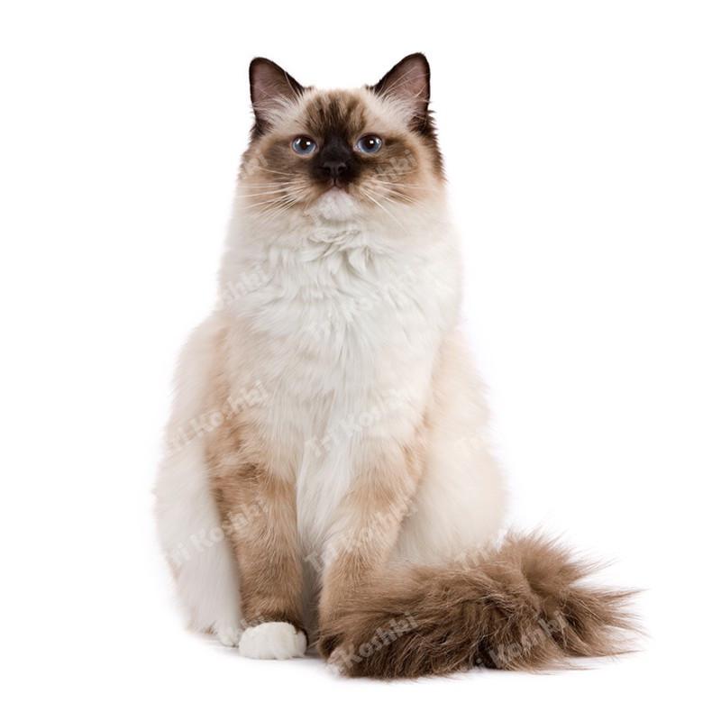 Три кошки RC035 Аниме Собака Рагдолл Наклейка Водонепроницаемая ПВХ Декор Дверь Гостиная Детская Комната