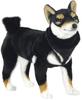 BH7242 HANSA Black Shiba 50