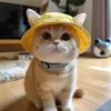 Adorable Ear-Revealing Sun Hat for Cats & Dogs – Perfect for Summer!