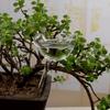 6-1Pc PVC Transparent Plants Watering Bulbs Bird Shape Automatic Drip Irrigation Self Watering Device Home Flower Waterer Bulbs