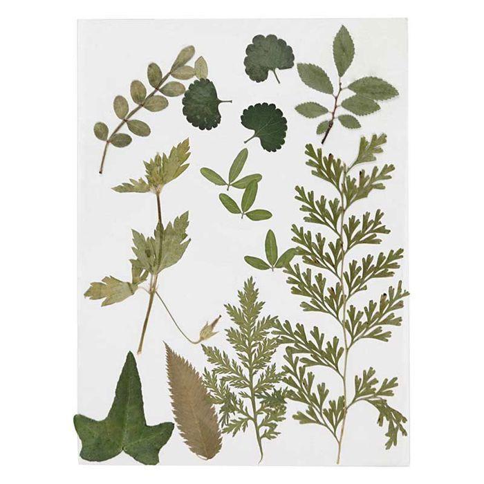 Assortiment de fleurs séchées et préssées - Vert feuillage - 20 pcs