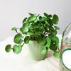 Soft Glue Artificial Plant EVA Simulation Bonsai Creative Faux Copper Coin Grass  Home Office