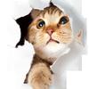 Креативные 3D кошки на стену и случайные наклейки для холодильника, блокнота, туалета - Горячая распродажа
