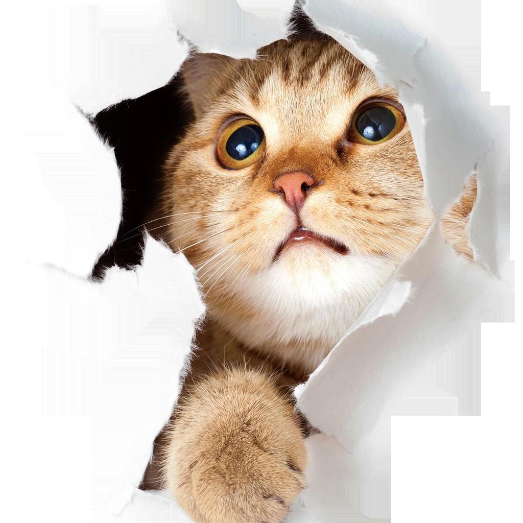 Креативные 3D кошки на стену и случайные наклейки для холодильника, блокнота, туалета - Горячая распродажа