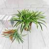 Green Plants Artificial Chlorophytum Plants Plastic Fake Plant  Home Garden Decor