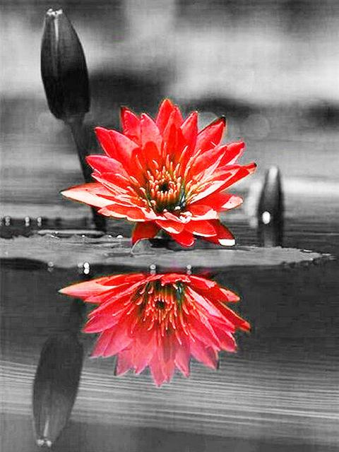 DIY Алмазная картина Цветочная мозаика Алмазная роза 5D Картина Горный хрусталь Вышивка крестом Черный Красный Настенное искусство