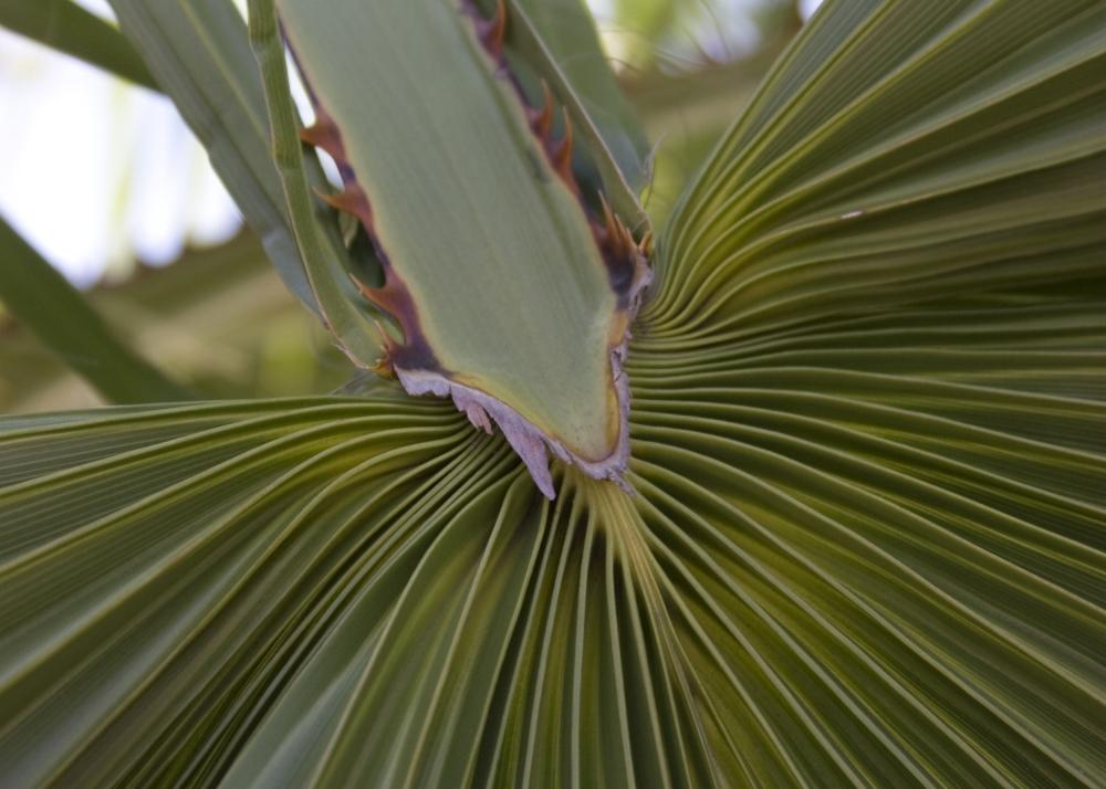 SAFLAX Мексиканская хлопковая пальма - 12 семян - Вашингтония робуста