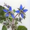 50 Borage Officinalis Seeds - Semi-Wild Permaculture