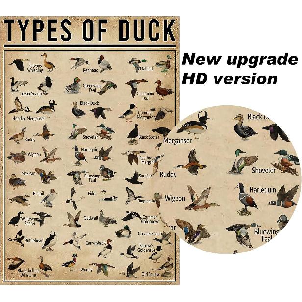 PAIION Duck Knowledge Metal Poster Type Of Duck Metal Tin Sign School Club Hunting Lodge Cafe Bedroom Bathroom Kitchen Home Art Wall Decoration 8x12