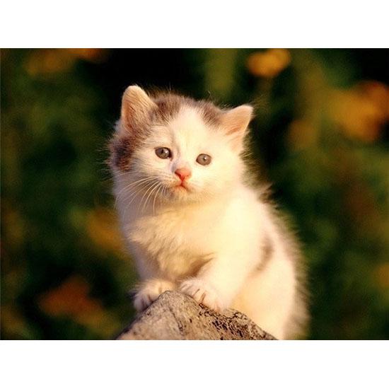 Алмазная вышивка милые котята. Размер холста: 30 * 40 см Размер изображения: 25 * 35 см