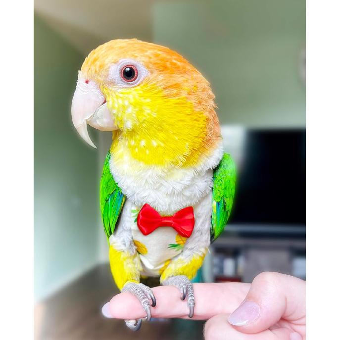 UKJENT Bird Diaper Protective Parrot Nappy - 2 Pack, Reble Flight Suit with Waterproof Inner Layer, Washable Cute Urine Wet Suit for Cockatiel Monk