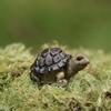 Resin Small Cartoon Turtle Miniature Diy Garden Decor For Home And Office Use