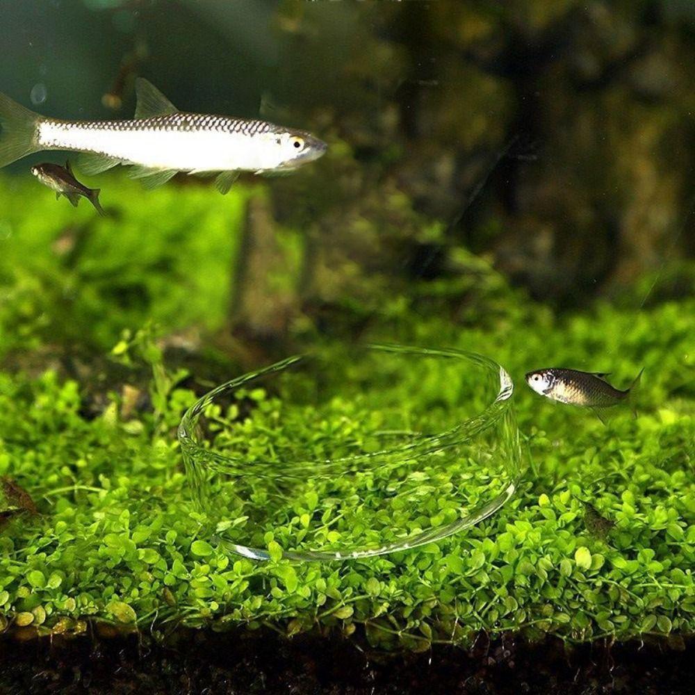 Аквариумные аксессуары Прозрачная коробка для корма для креветок Тарелка для кормления рыб Кормушка для креветок Миска для кормления рыб