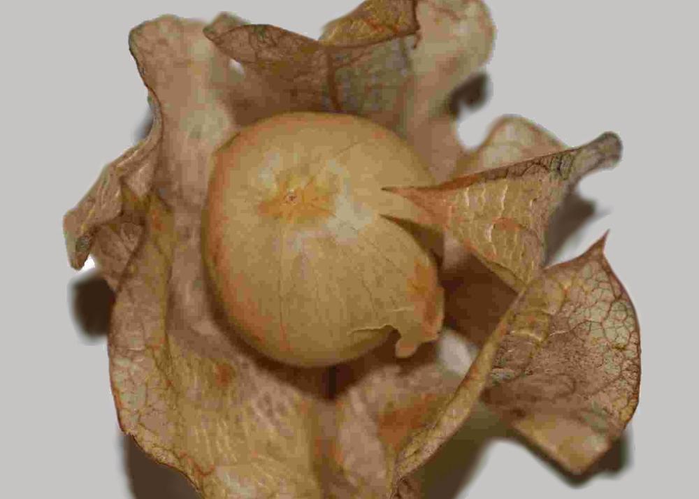 SAFLAX Яблоко Перу - 100 семян - Nicandra physaloides