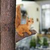 Фигурка белки Садовая статуэтка Из смолы Декоративное украшение для двора Искусство для сада Обнимашка для дерева для газона Ландшафтный декор