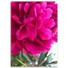 Canvas print, Pink peony flower nature