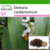 Cardamom - 20 Seeds - With Potting Substrate for Better Cultivation - Elettaria Cardamomum
