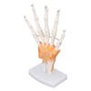 Модель скелета руки в натуральную величину из ПВХ на подставке с суставами Инструмент для обучения