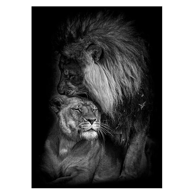 Animals Black And White Lions Love Family Prints Poster Canvas Painting Modern Wall Art Pictures Living Room Bedroom Home Decor
