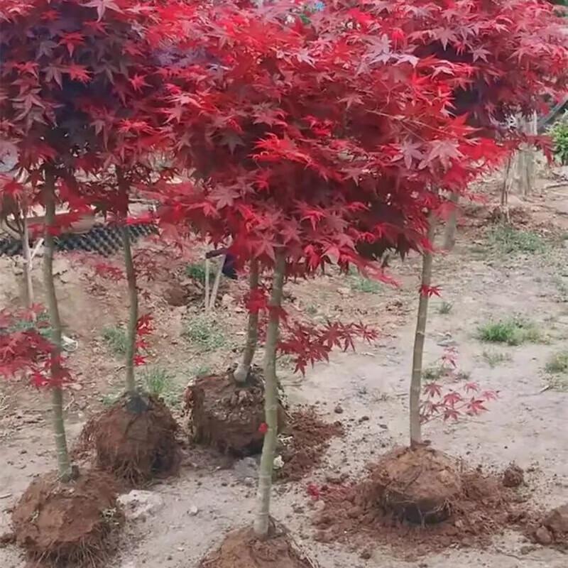 Japanese Red Maple Sapling