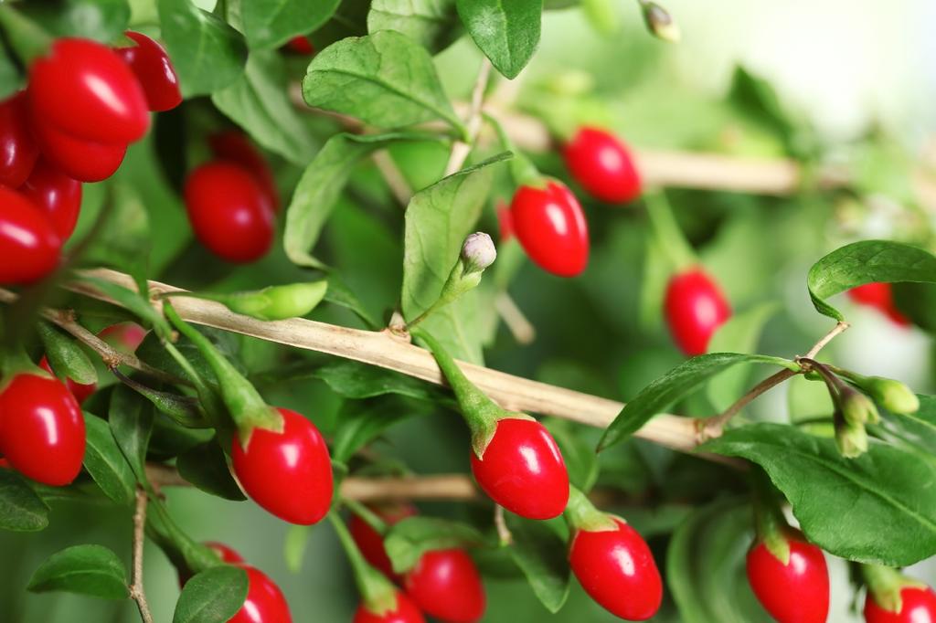 SAFLAX Garden in the Bag - Ягоды Годжи - 200 семян - С субстратом в подходящем стоячем пакете - Lycium chinensis