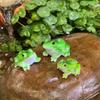 3Pcs Miniature Frog Figurines Plant Decorations Realistic Looking Weather-Resistant Adorable Frog Statues Garden