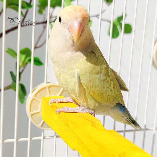 Birds Perch Cheese Shape Parrot Stand Wooden Parakeet Chewing Perch Paw Grinding Toy Birds Cage Accessories for Budgies Canaries Conures