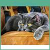 Diy Diamond 5d Full Painting Lazy Cat Animal Embroidery Cross Stitch Home Decor Handmade Gift
