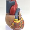 Большая анатомическая модель человеческого сердца с 34 отметками для обучения медицинской ультразвуковой диагностике