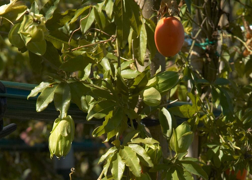 SAFLAX Цветок страсти - 25 семян - С горшечным субстратом для лучшего выращивания - Passiflora caerulea