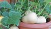 15 Butternut Seeds - Vegetable Squash Vegetable Garden - Reproducible Peasant Seeds - Semiwild