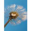 5D DIY Diamond Wall Painting Sticker Suitable Dandelion Plant Picture Full Drill Cross Stitch