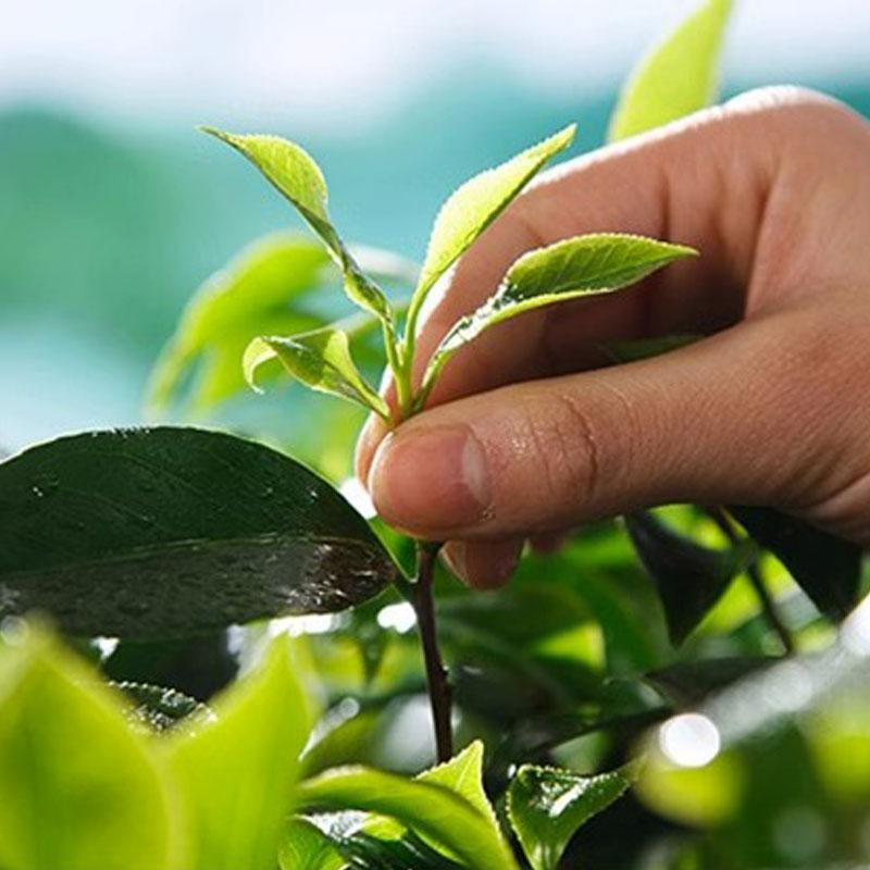 HelloYoung Milk Oolong Tea, Premium Loose Leaf High Mountain Tea from Taiwan, Natural Jin Xuan Oolong Tea Suitable for Weight Loss Programs