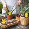 Sticky Trap,Fruit Fly and Gnat Trap Yellow Sticky Bug Traps Insect Catcher for White Flies,Fungus Gnats,Flying Insects  Home Garden Accessories