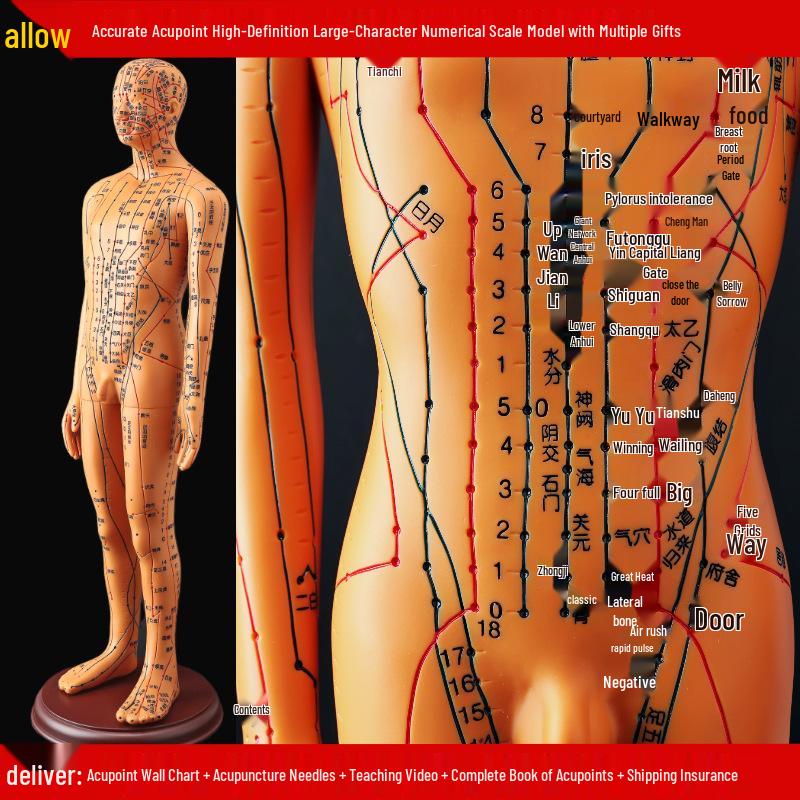 50СМ Прозрачная Модель Меридианов Человеческого Тела - Мужская и Женская Традиционная Китайская Медицина Точки Акупунктуры.