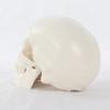 Skull Cap Human Head Model Removable Anatomical Head Skull Fine Arts Skull Model  School Supplies