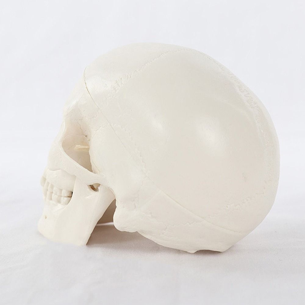 Skull Cap Human Head Model Removable Anatomical Head Skull Fine Arts Skull Model  School Supplies