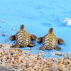 2Pcs Resin Turtle Model Miniature Fairy Garden Bonsai Dollhouse Figurine Decor Yousheng