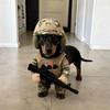Pet Tactical Soldier Uniform Halloween Pet Soldier Costume for Dogs Cats,Tactical Dog Harness with Hat Funny Military Outfit 5