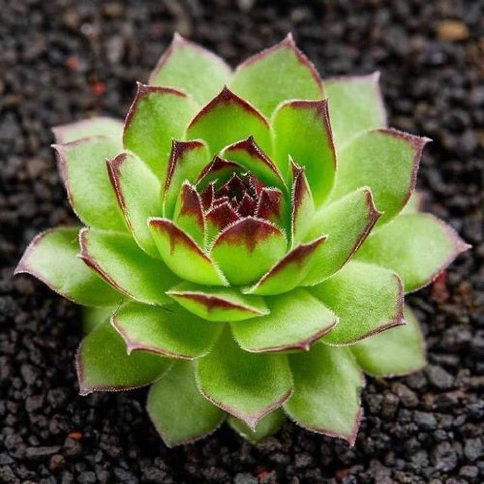 Guanyin Lotus Succulent: Large Indoor Bonsai with Pot, Easy-Care, Old Trunk Style, Soil Included