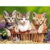 Diamond Embroidery Three Cats Diamond Painting Cross Stitch Painting Children Bedroom