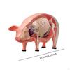 4D Реалистичная модель вскрытия свиньи Учебное оборудование Подарок Съемная Изучение биологии