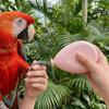 with 4 Polishing Heads Electric Parrot Nail Trimmer Portable Bird Nail Cutter  Bird Nail Care