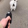 Automatic Retractable Dog Leash 3m Long-Lasting Nylon Lead for Small Dogs Cats Puppy Outside-Use Travel Standing Hiking Traction Rope