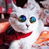 Pet Round Frame Sunglasses - Trendy Retro Glasses for Dogs and Cats