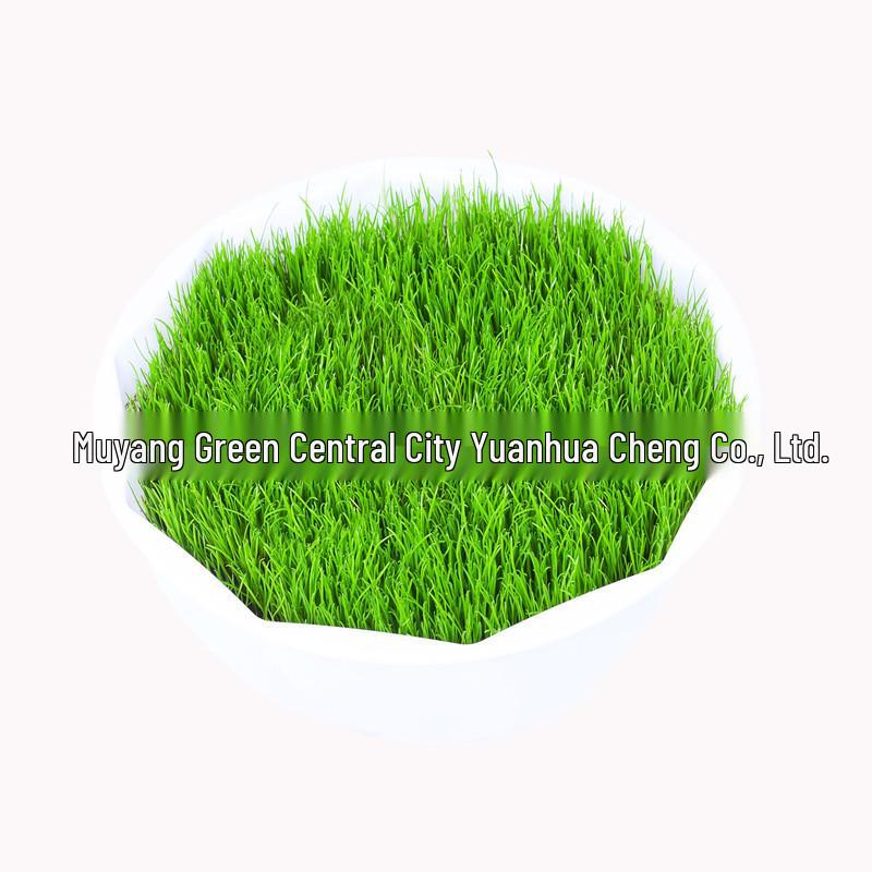 Lawn Seed Mix for Slope Protection: Dogtooth, Tall Fescue, Ryegrass, Manila Grass for Year-Round Green Yard Landscaping.