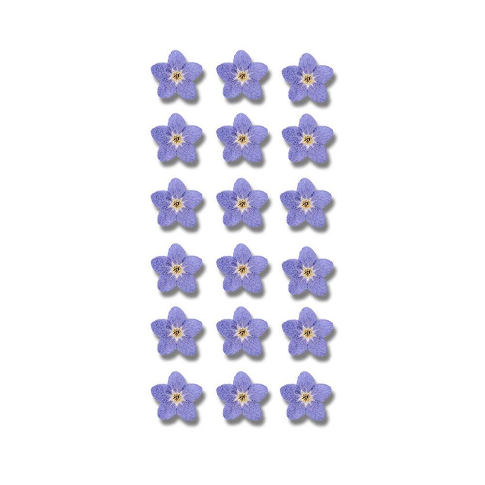 Карточка для нейл-арта Украшения Натуральные Не забудь меня Незабудка Засушенный цветок Сушеные цветы