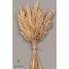 Натуральные сушеные цветы пампасы 15 шт. по 100 см.