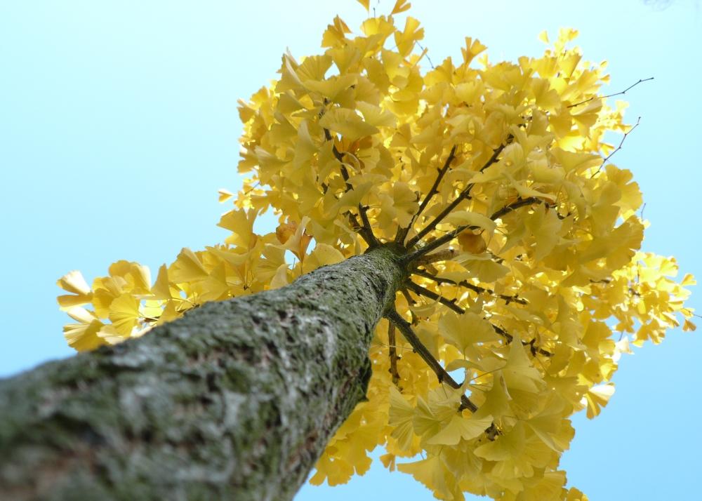 SAFLAX Авичий волос - 4 семени - Гинкго двулопастный