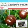 Gift Set - Pepper - Sweet Chocolate X - 10 Seeds - With Gift Box, Card, Label and Potting Substrate - Capsicum Annum
